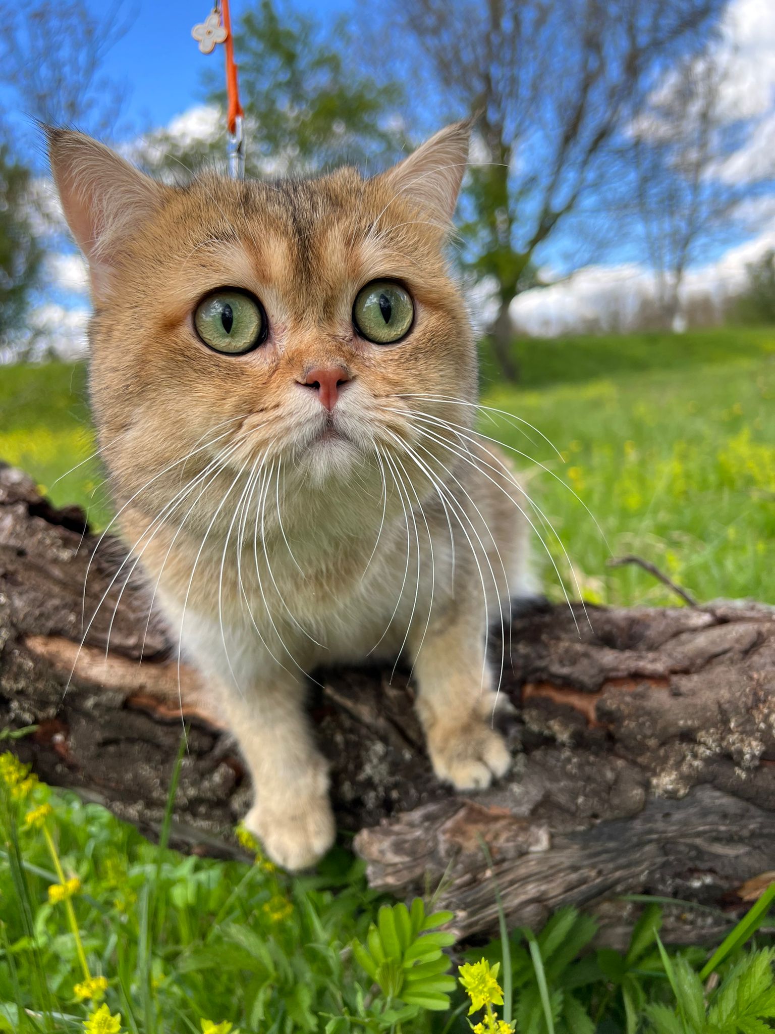British shorthair golden pedigree