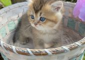 British shorthair golden pedigree
