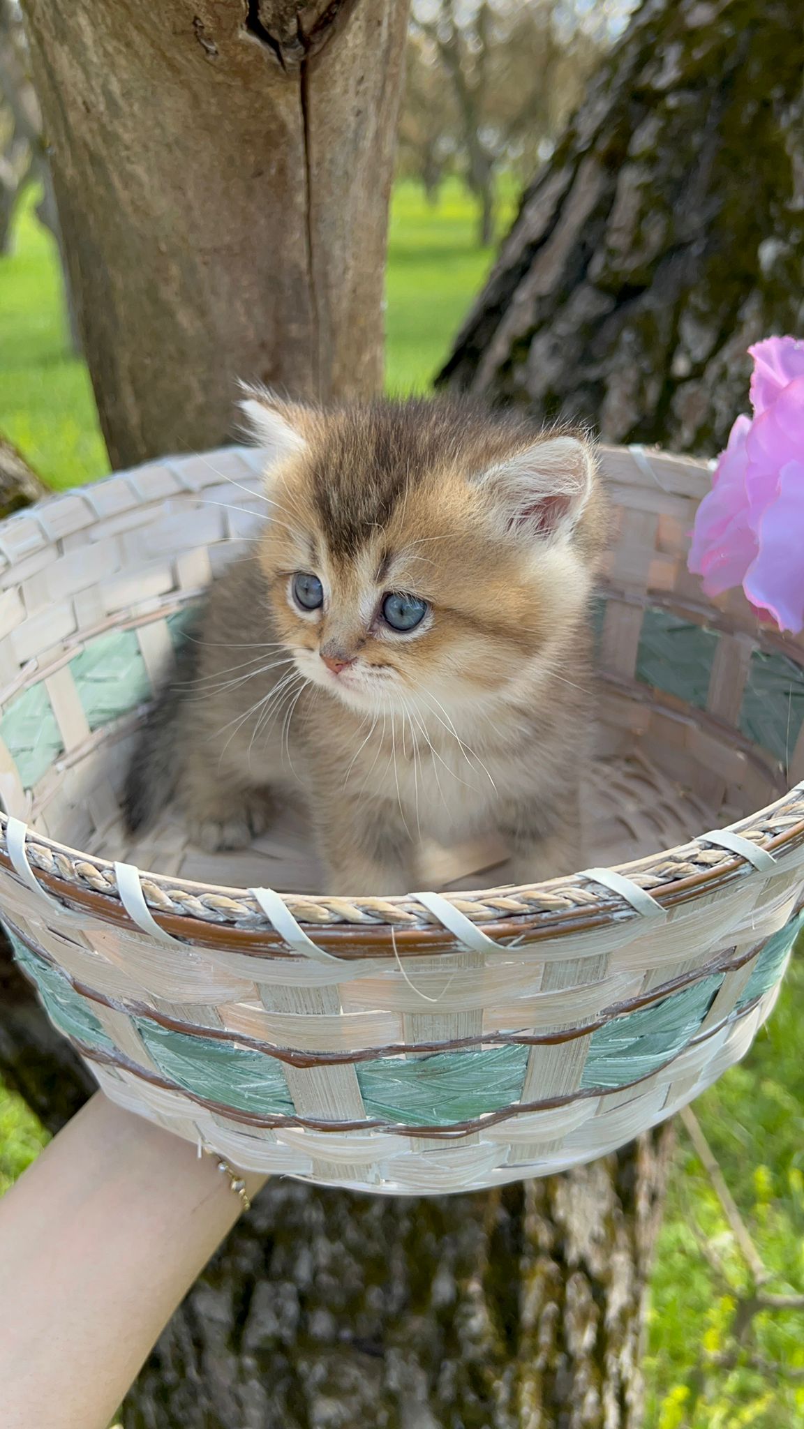 British shorthair golden pedigree