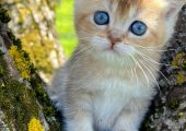 British shorthair golden pedigree
