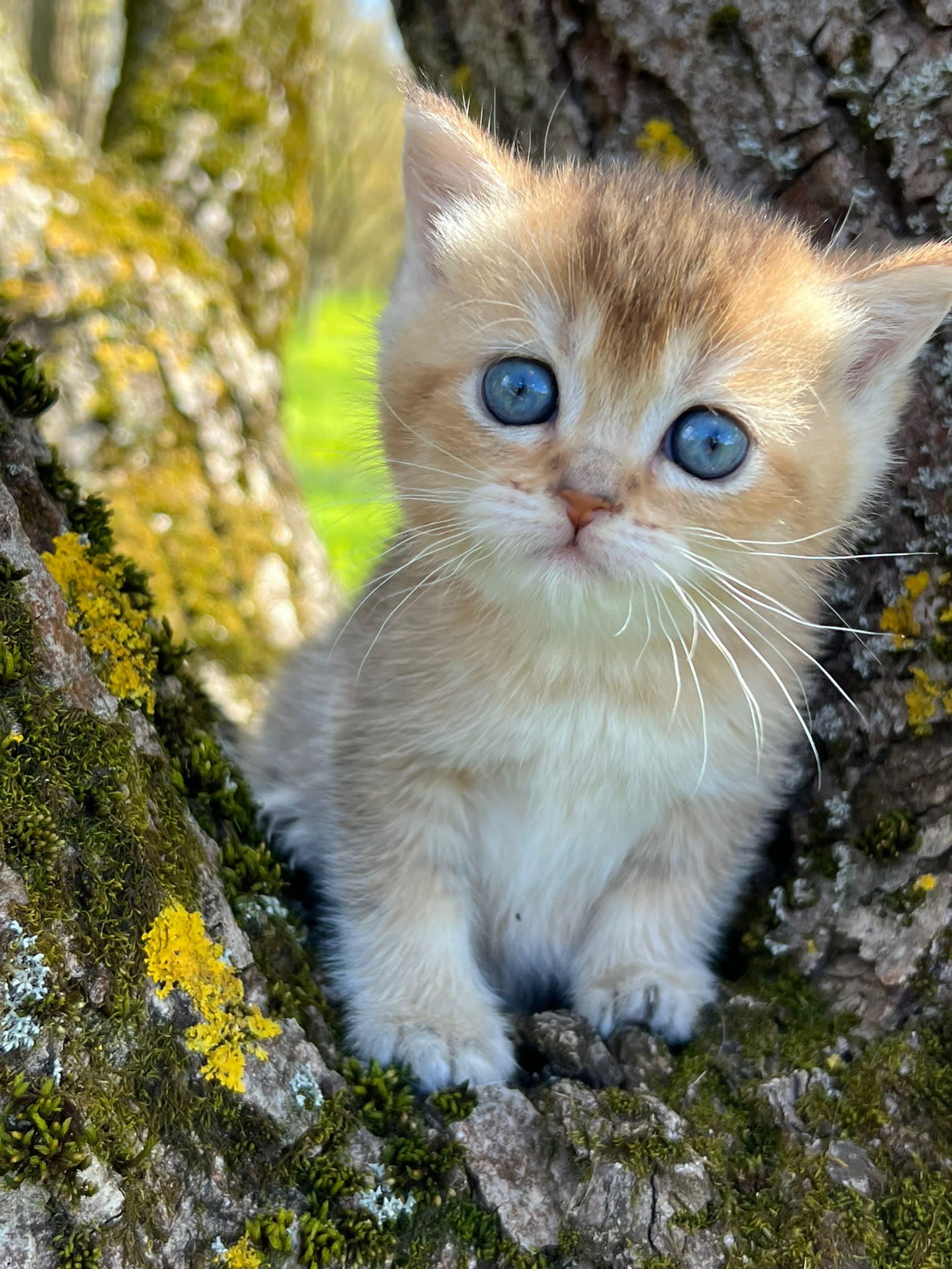British shorthair golden pedigree