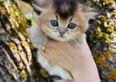 British shorthair golden pedigree