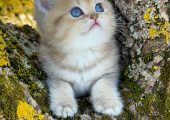 British shorthair golden pedigree