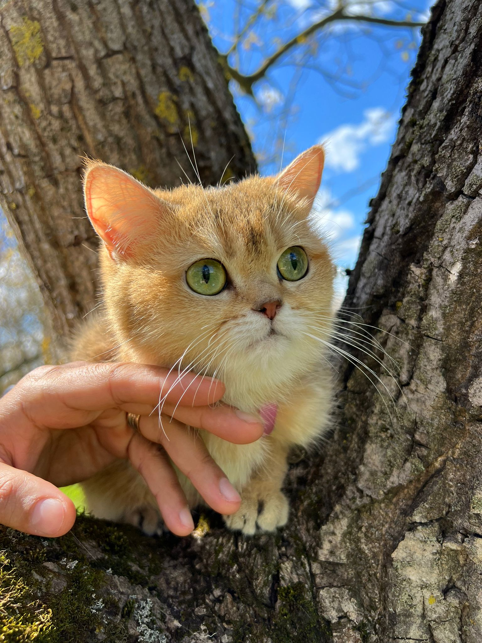 British shorthair golden pedigree