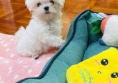 Bichon maltez mini toy exemplare deosebite