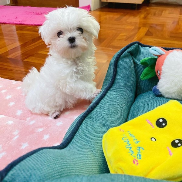 Bichon maltez mini toy exemplare deosebite