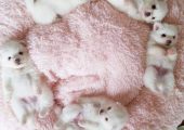 pomeranian Boo Mini Toy Mascul și Femela