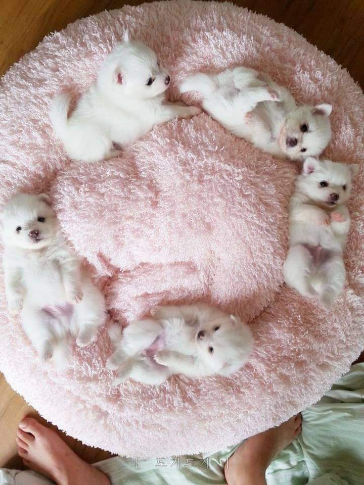 pomeranian Boo Mini Toy Mascul și Femela