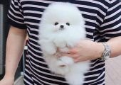 pomeranian Boo Mini Toy Mascul și Femela