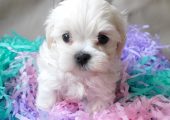 Bichon maltez mini toy exemplare deosebite