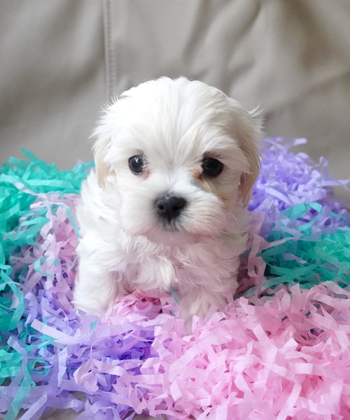 Bichon maltez mini toy exemplare deosebite