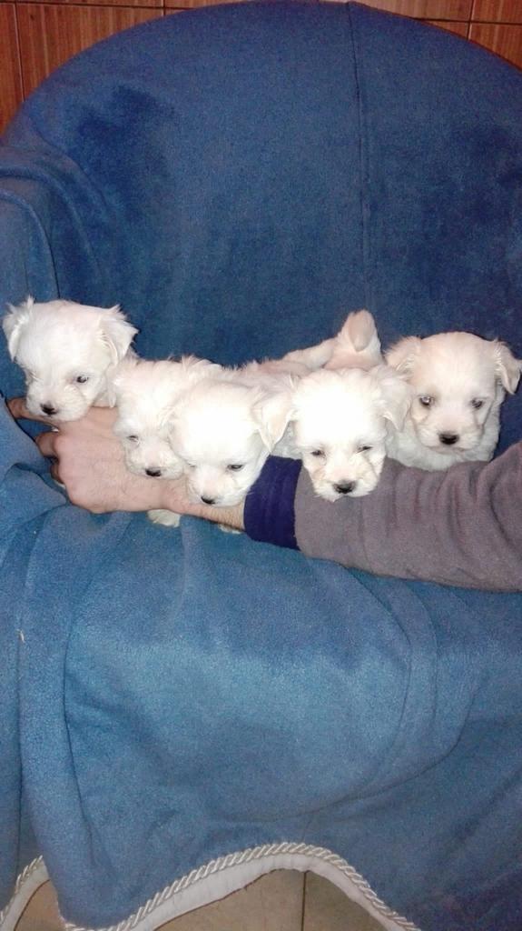 Bichon Maltese