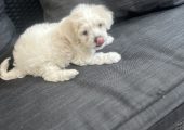 Bichon maltez!!