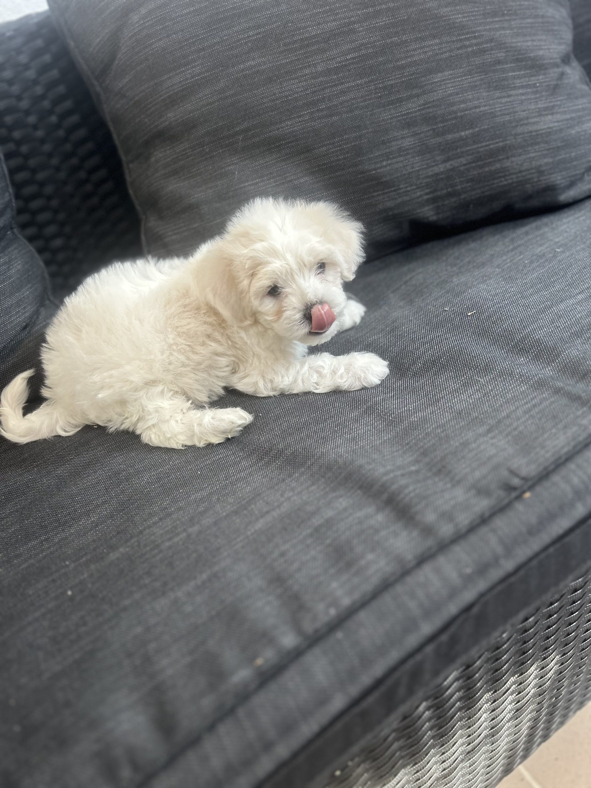 Bichon maltez!!