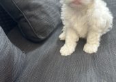 Bichon maltez!!