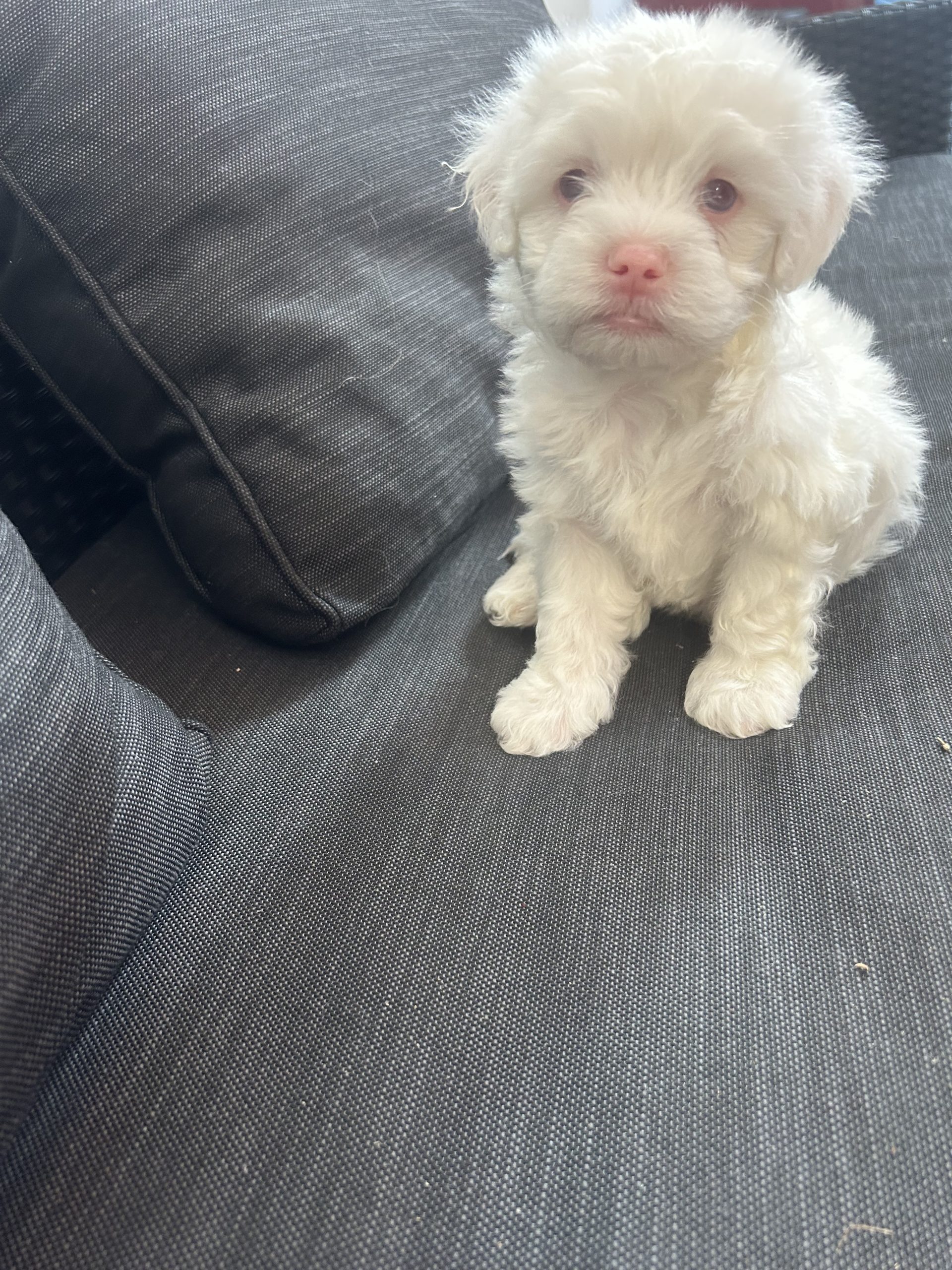 Bichon maltez!!