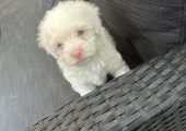 Bichon maltez!!