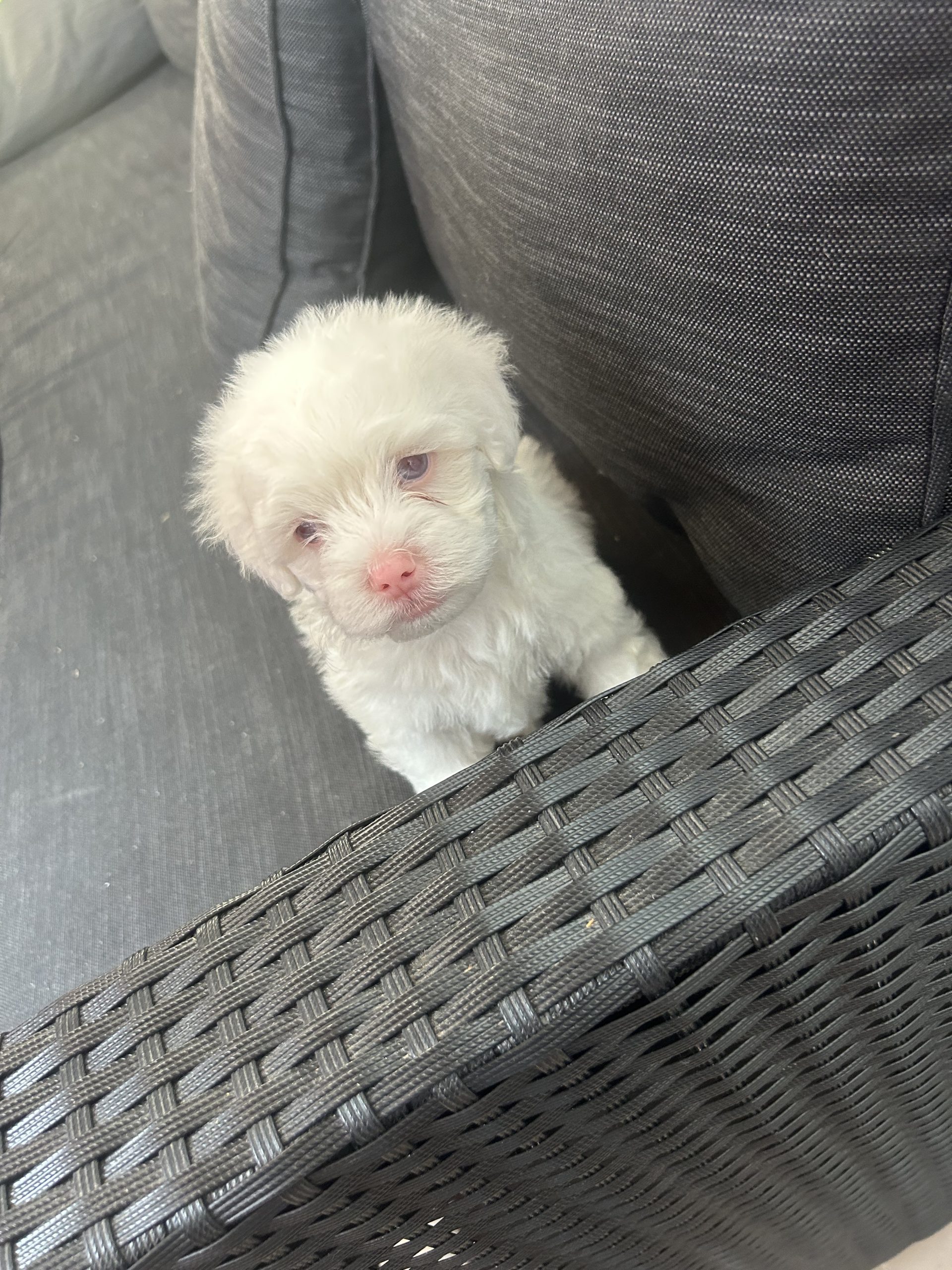 Bichon maltez!!