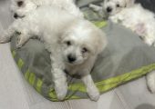 Bichon maltez!!