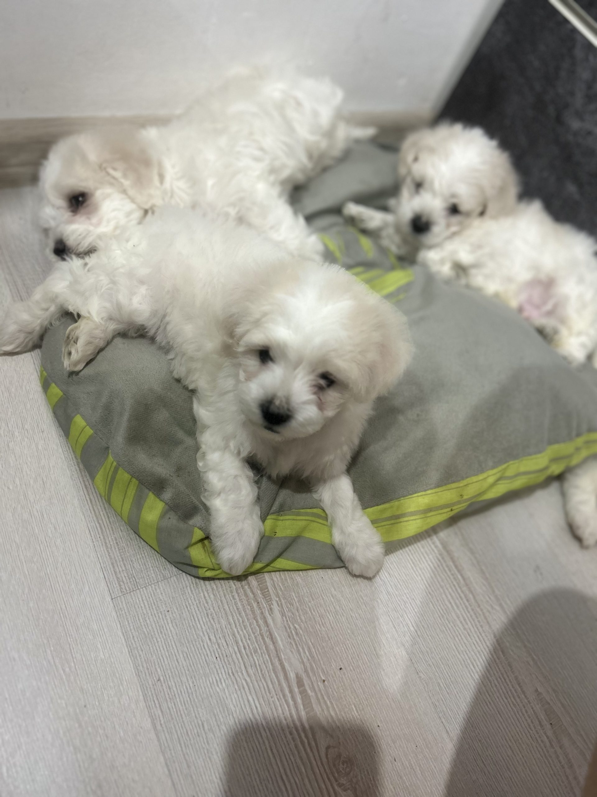 Bichon maltez!!