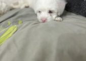 Bichon maltez!!