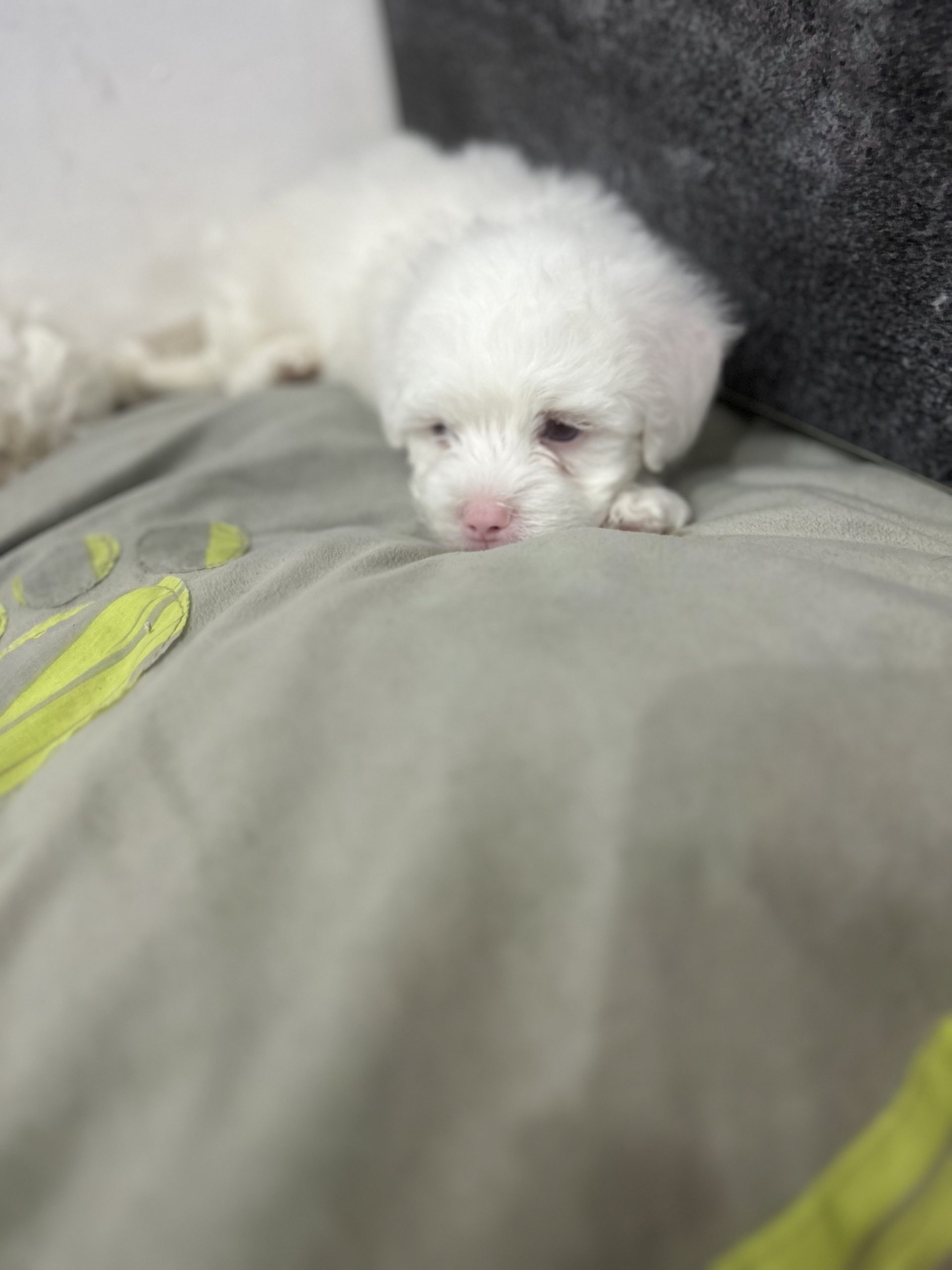 Bichon maltez!!