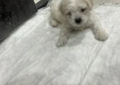 Bichon maltez!!