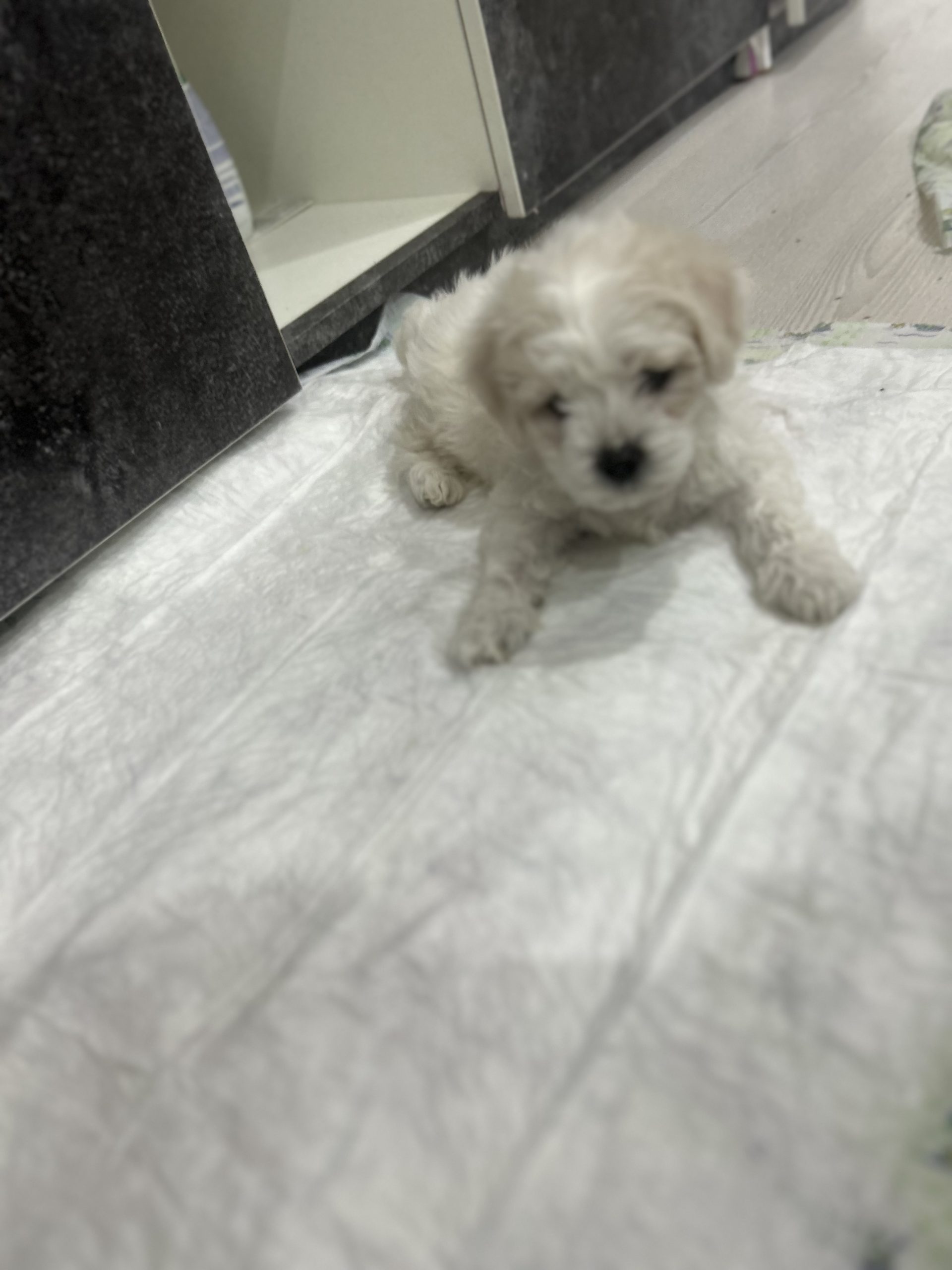 Bichon maltez!!