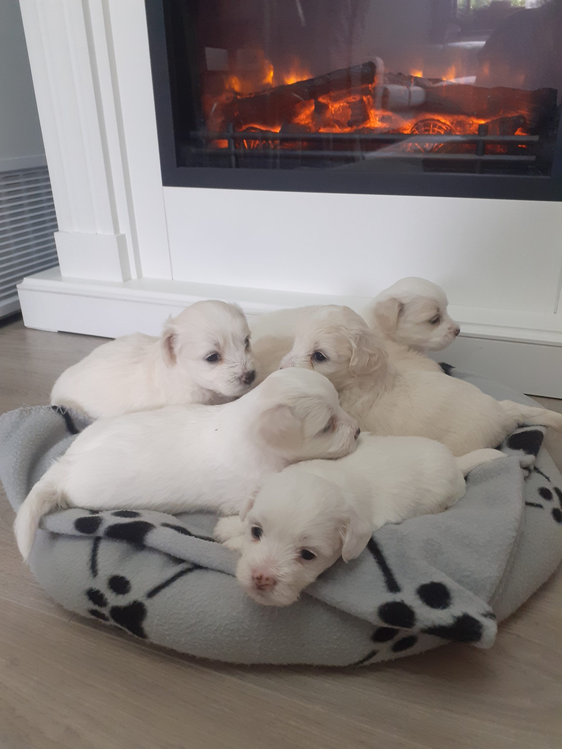 Pui bichon