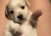 Pui bichon