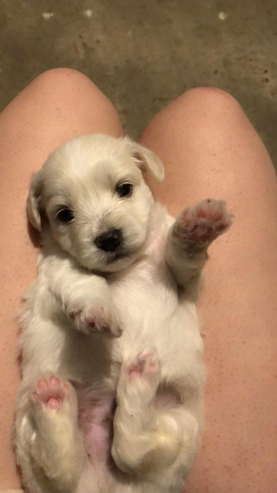 Pui bichon