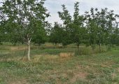 Vand plantatie de nuci si ferma