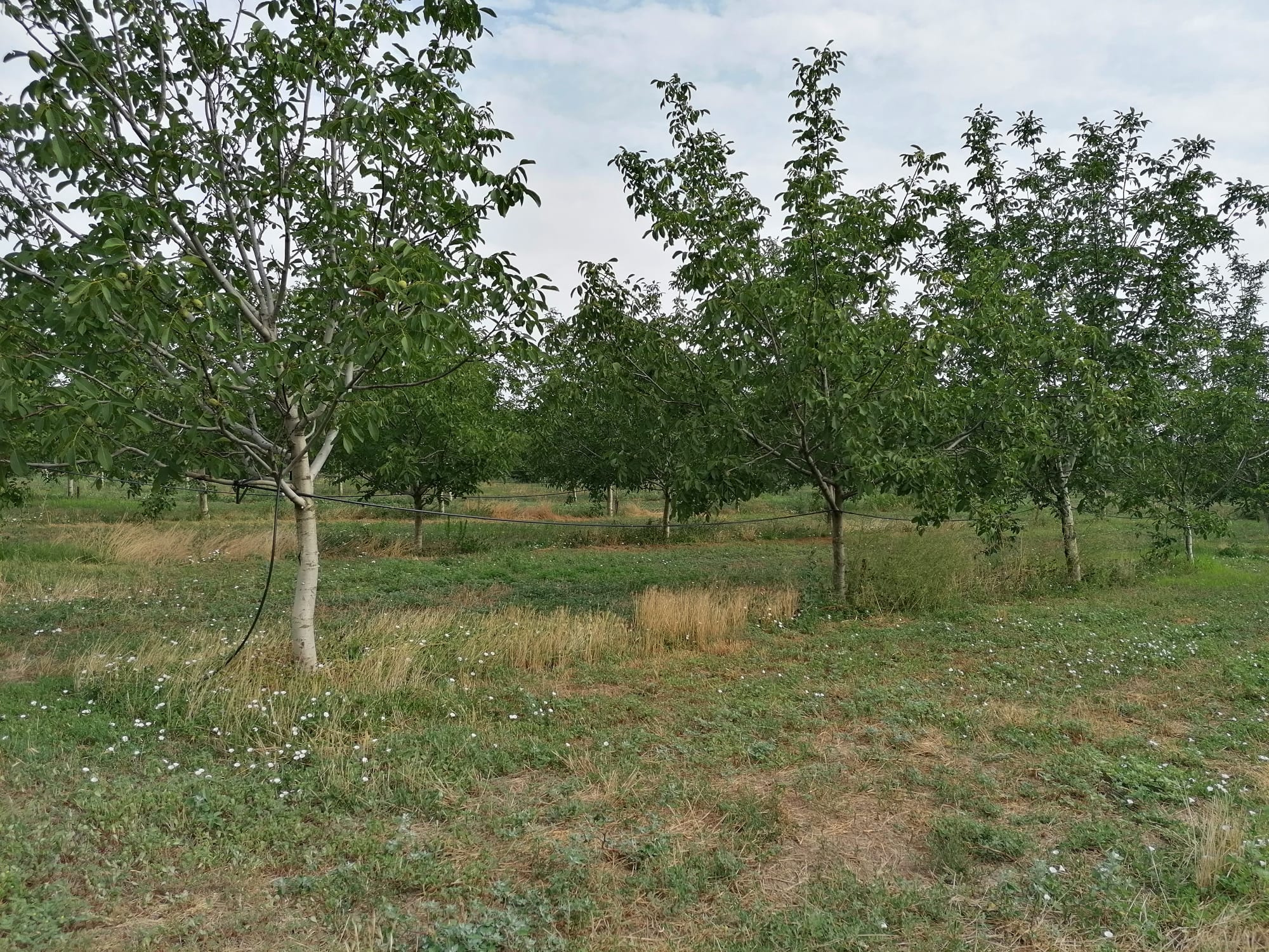 Vand plantatie de nuci si ferma