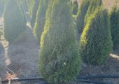 Vand tuia smarald si cupressocyparis leylandii – PRODUCATOR