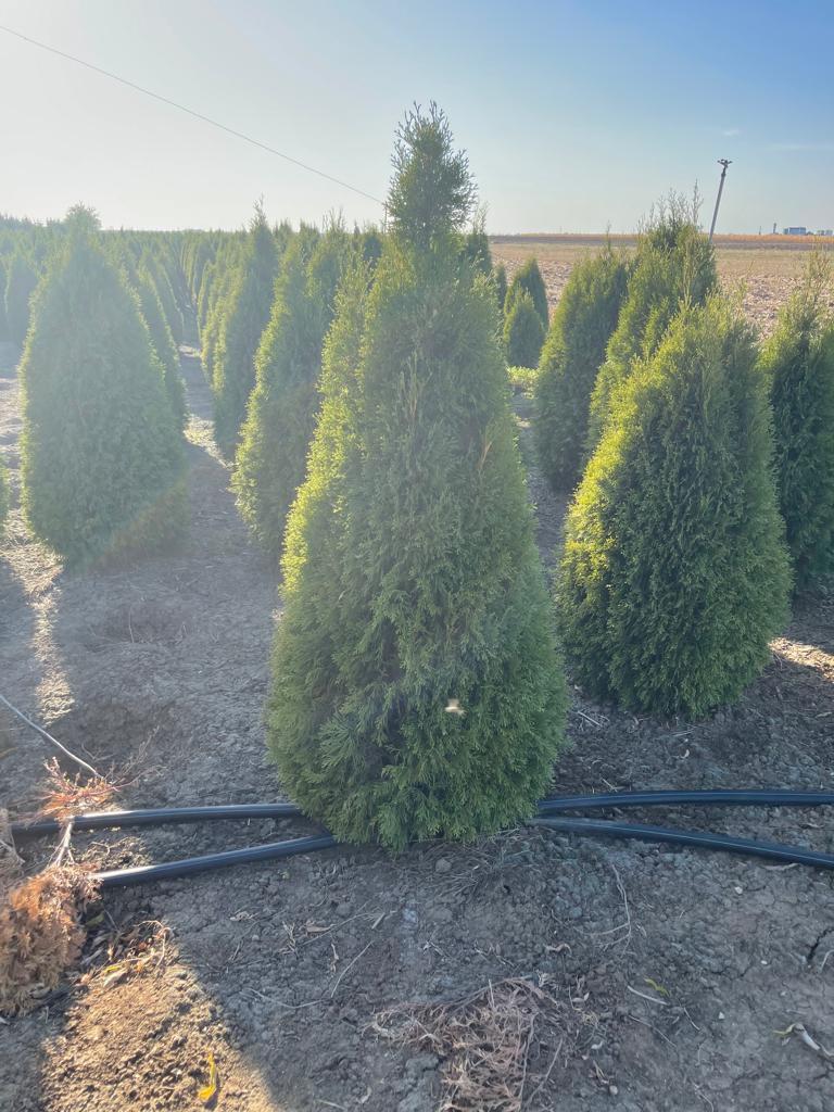 Vand tuia smarald si cupressocyparis leylandii – PRODUCATOR