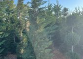 Vand tuia smarald si cupressocyparis leylandii – PRODUCATOR