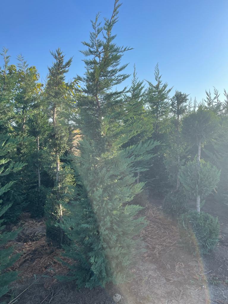 Vand tuia smarald si cupressocyparis leylandii – PRODUCATOR
