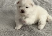Pomeranii albi mici