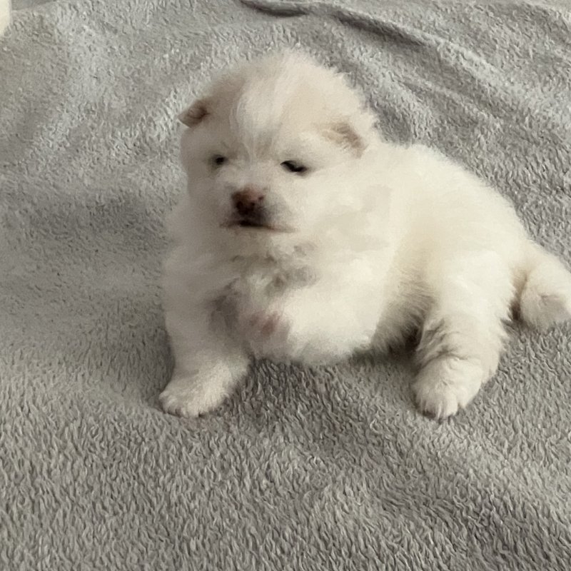 Pomeranii albi mici