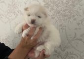 Pomeranii albi mici