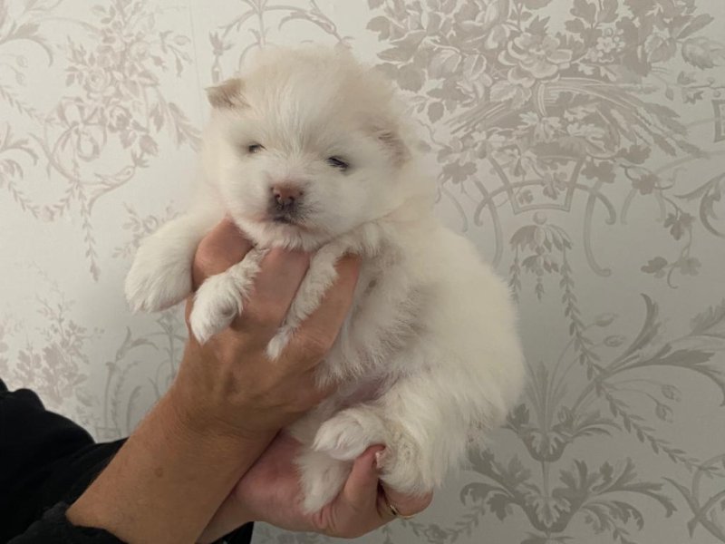 Pomeranii albi mici