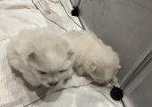 Pomeranii albi mici