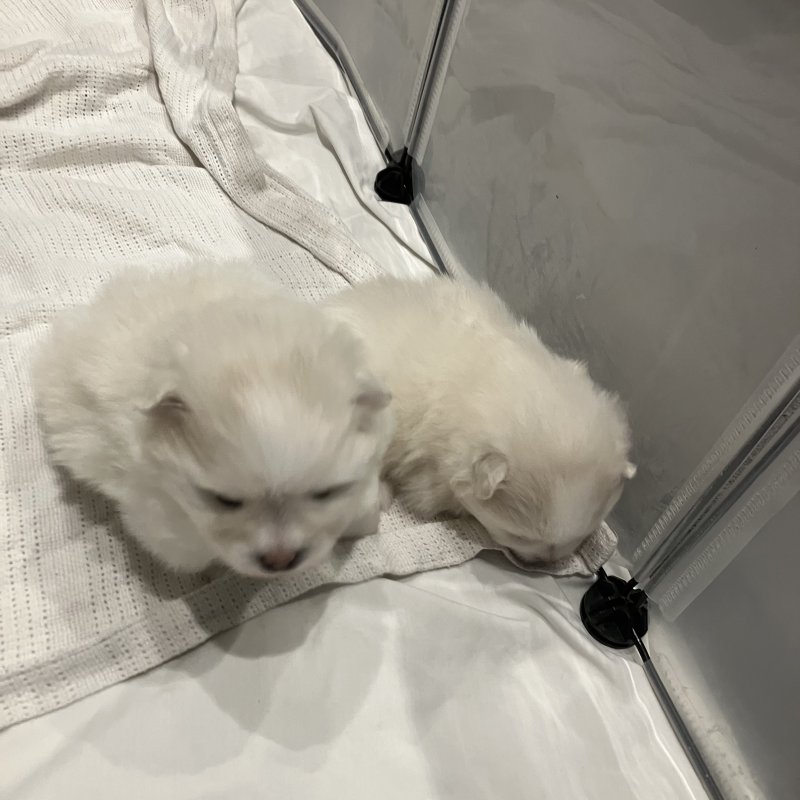Pomeranii albi mici