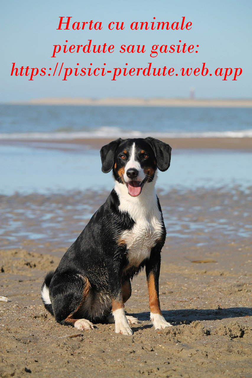 Daca ai o pierdut un animal drag mai exista o speranta