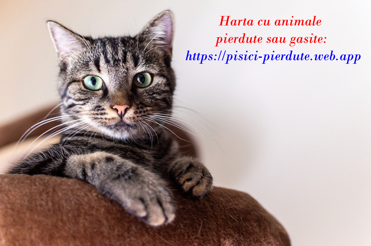 Harta cu pisici gasite si caini pierduti din Romania