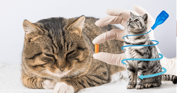 Urgențe Veterinare – Suntem aici când animalul tău are cea mai mare nevoie!