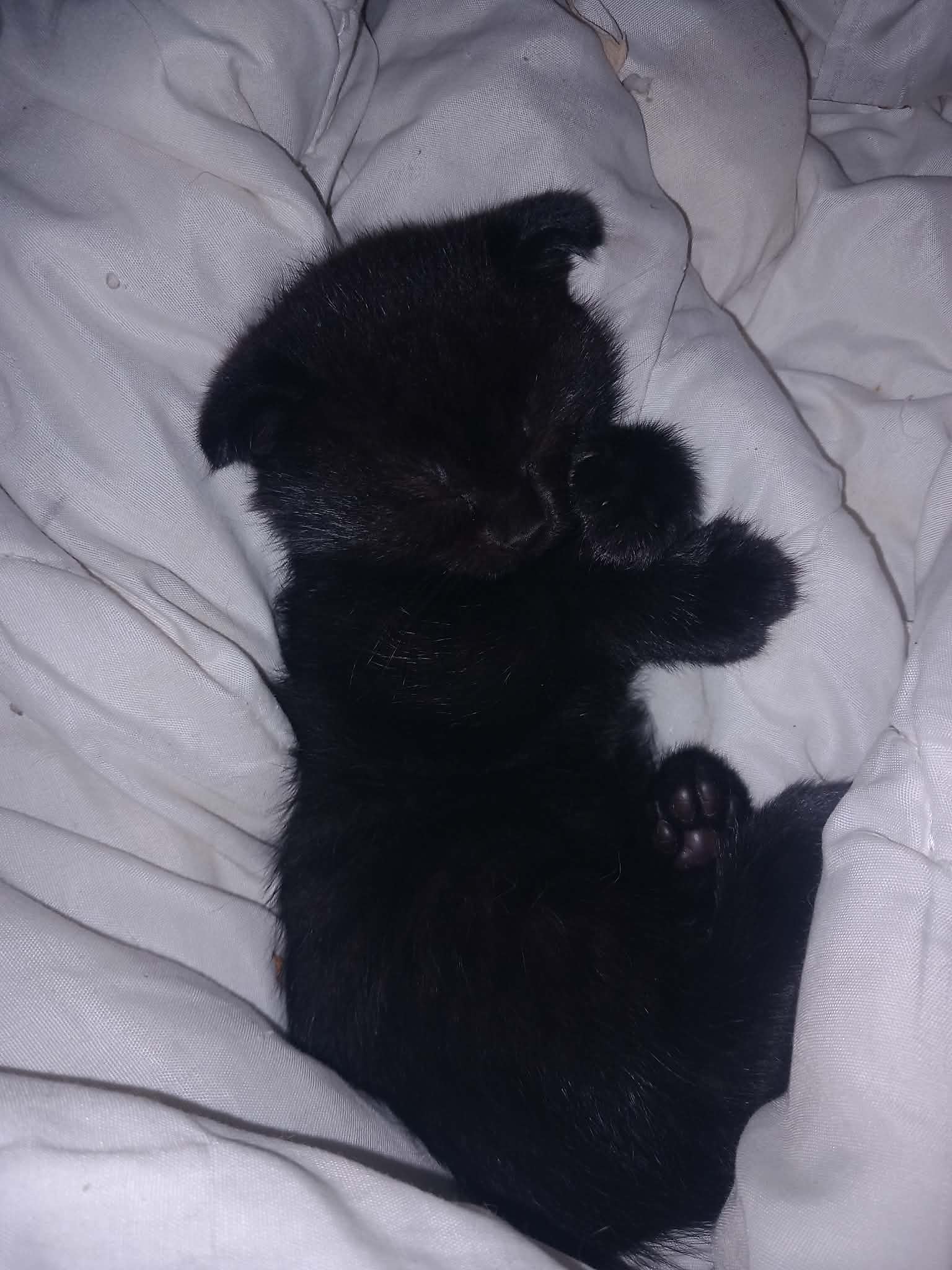 Pui de pisici scottish fold de vanzare