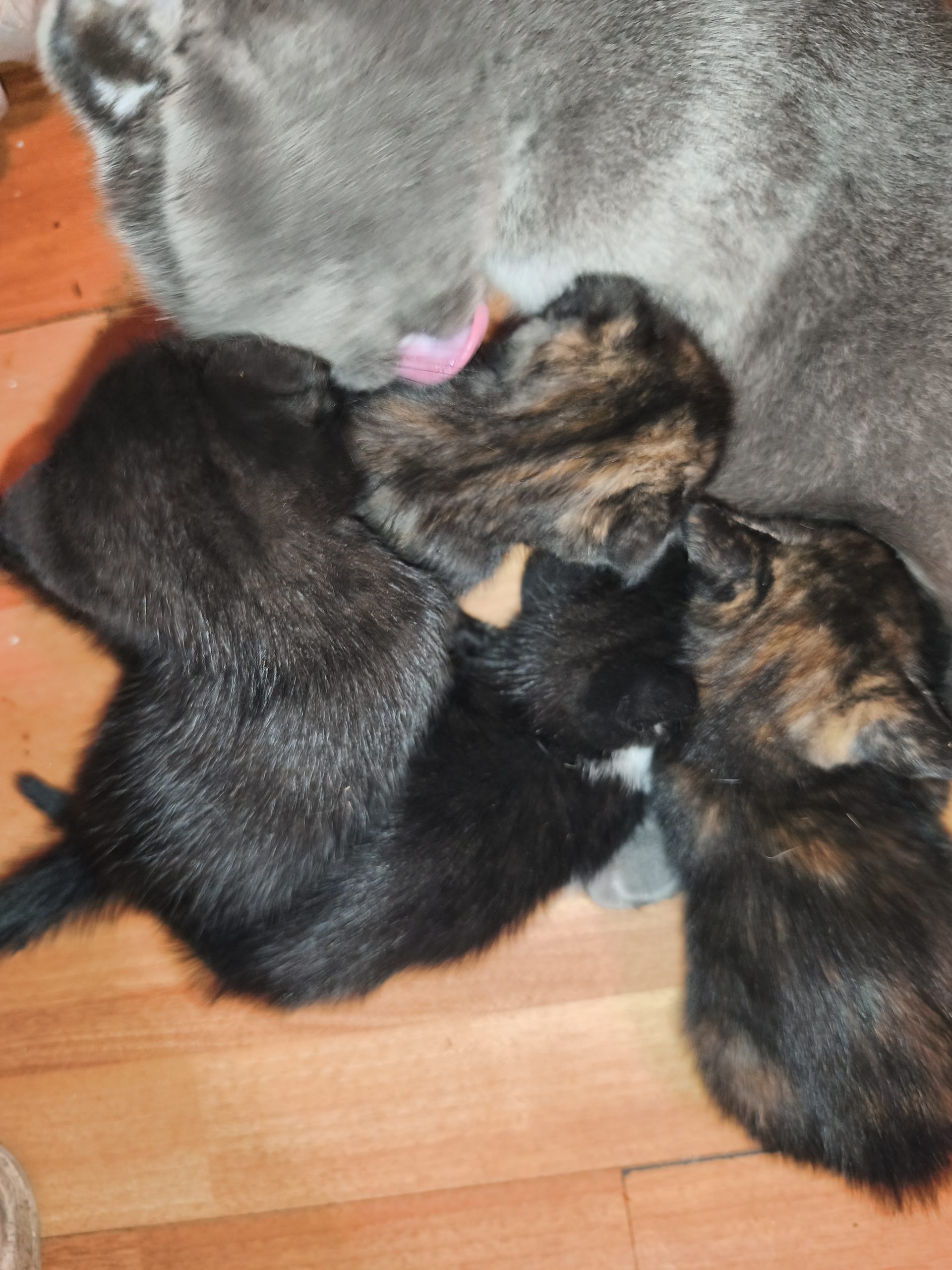 Pui de pisici scottish fold de vanzare