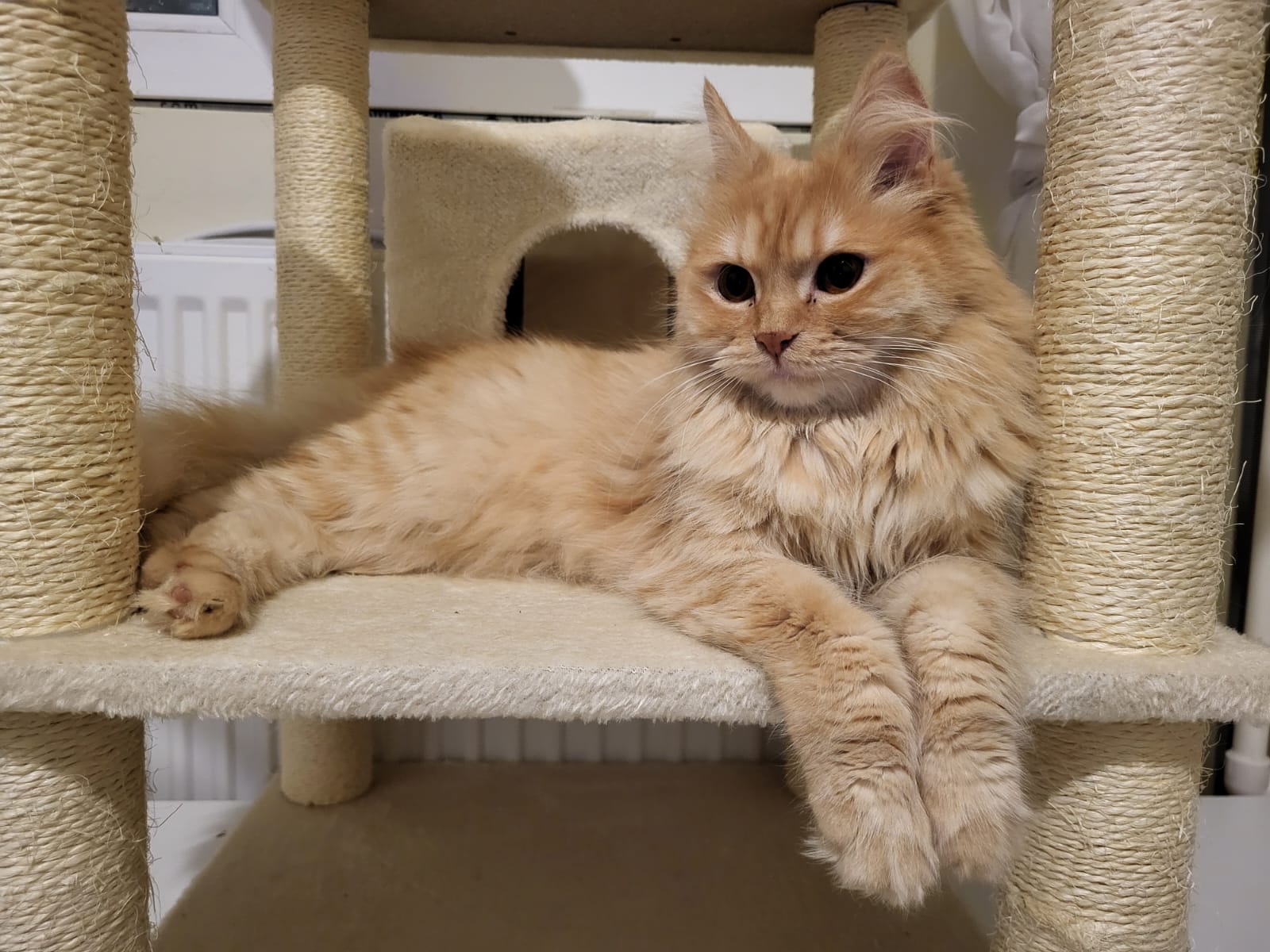 Pisica portocalie – Persana / Garfield