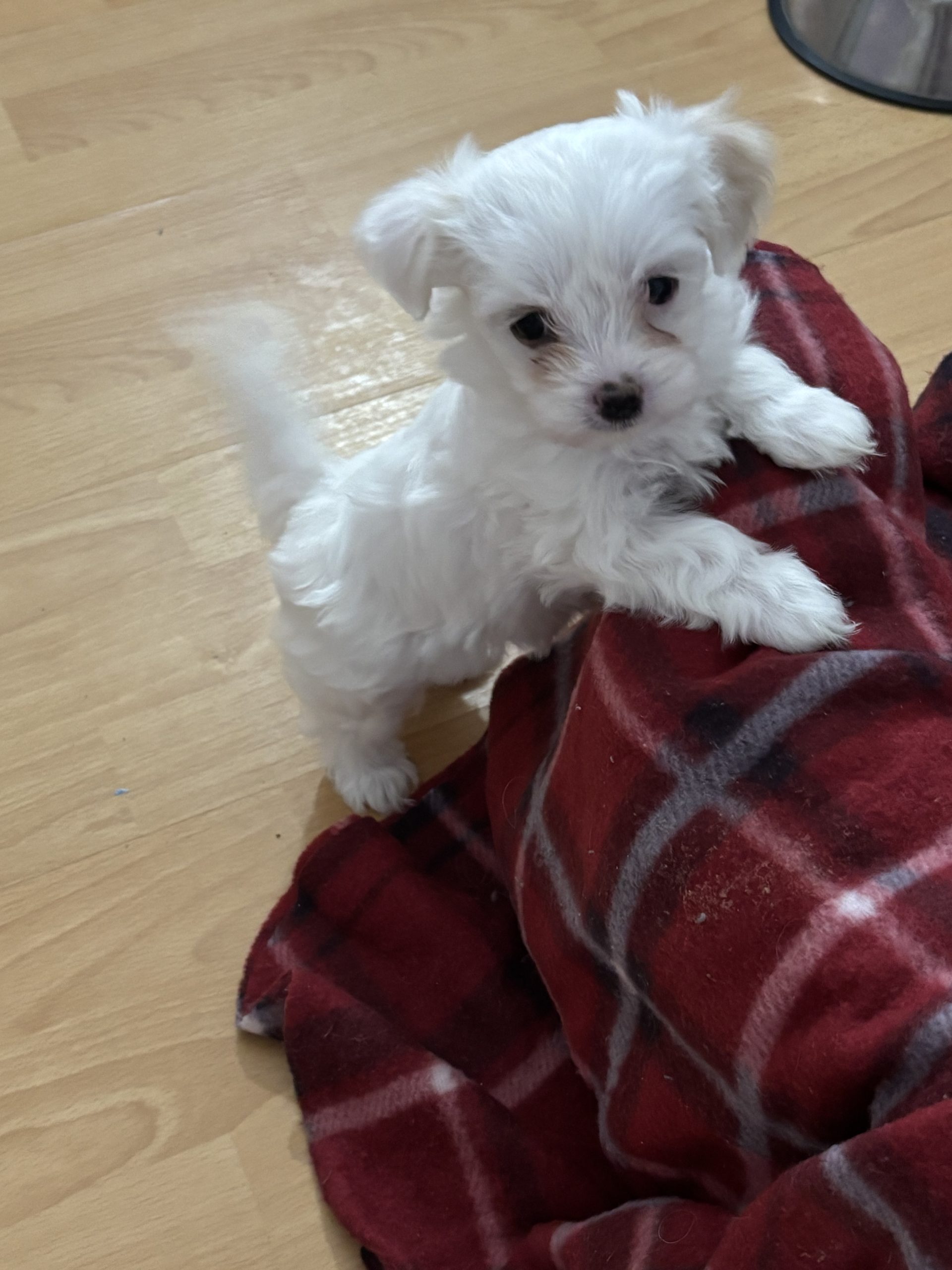 Vând pui Bichon Maltez